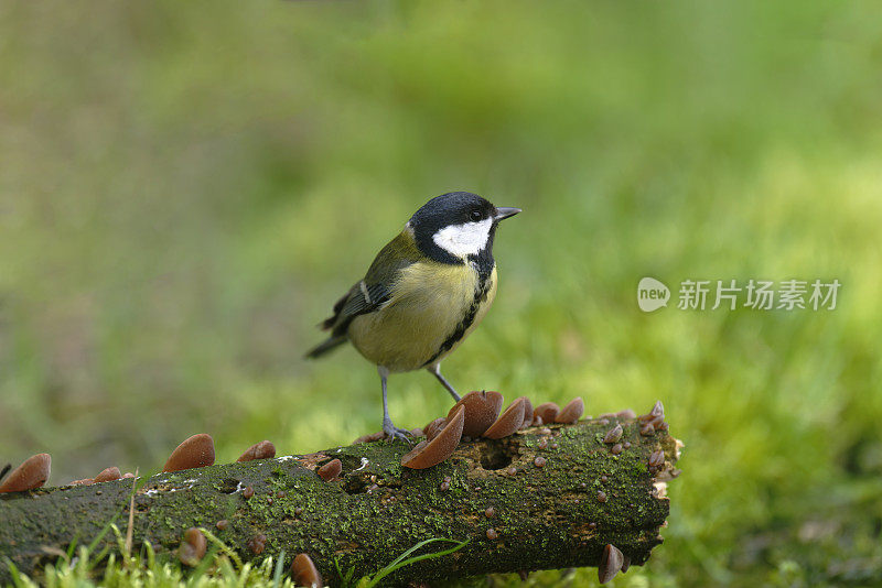 大山雀(Parus major)